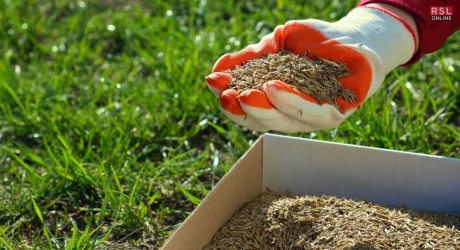 when to plant grass seed