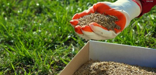 when to plant grass seed