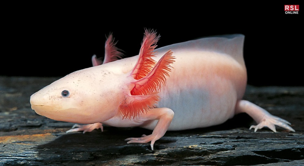 Axolotl - A Water Fairy