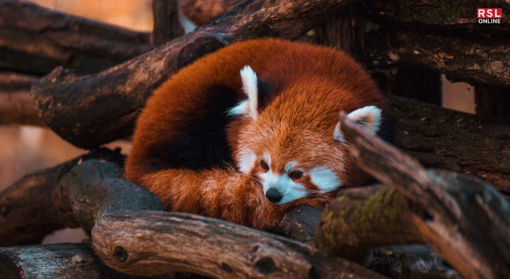 Red Panda - A Ginger Gem