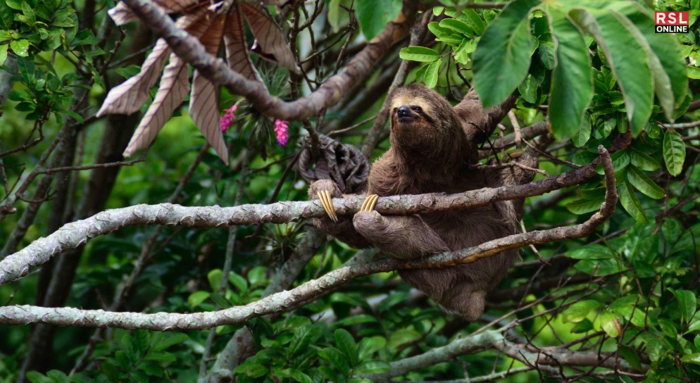Sloth - The Epitome Of Relaxed Cuteness