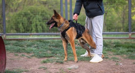 Training Large Dogs