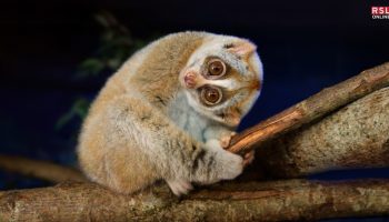 cutest animal in the world