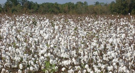 Regenerative Cotton