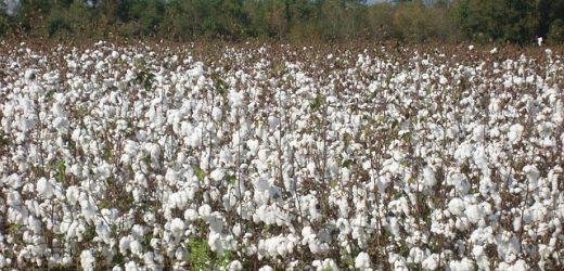 Regenerative Cotton