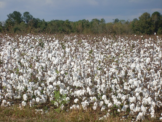 Regenerative Cotton