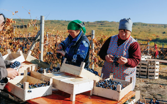 Transforming Grapes into Liquid Gold